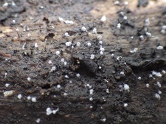 Clastoderma debaryanum