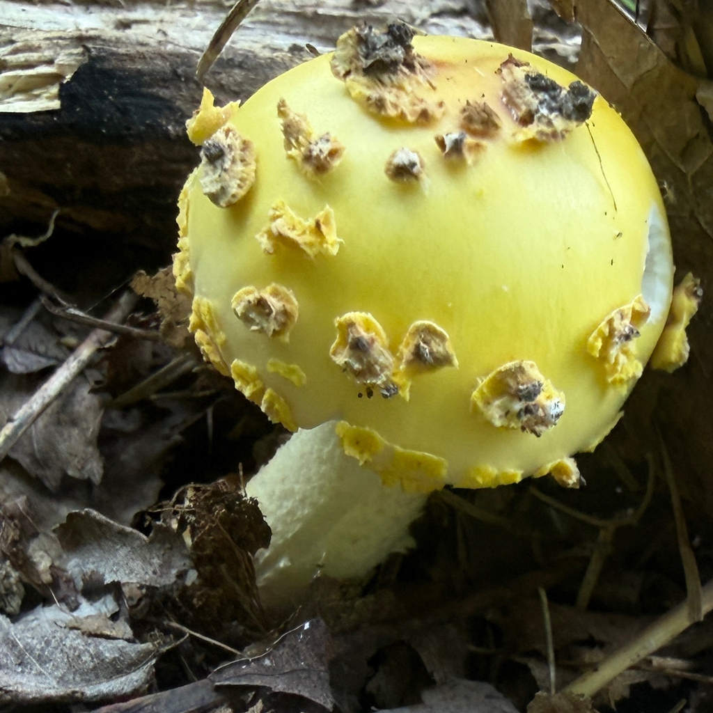 Yellow American Blusher · July 2026 · photo: Photo: (c) Summit Metro Parks, some rights reserved (CC BY) · iNaturalist