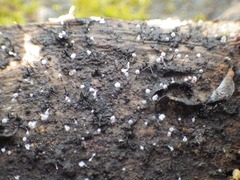 Clastoderma debaryanum