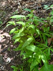 Dichanthelium latifolium