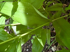 Dichanthelium latifolium, photograph (c) Summit Metro Parks, some rights reserved (CC BY)