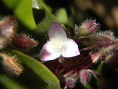 Tradescantia cerinthoides