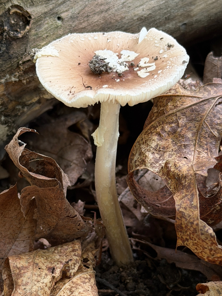 Old Potato Amanita