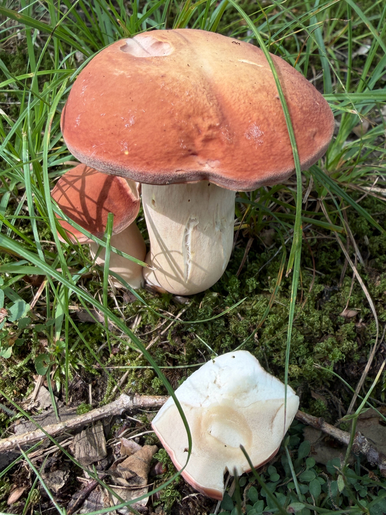 Xanthoconium purpureum