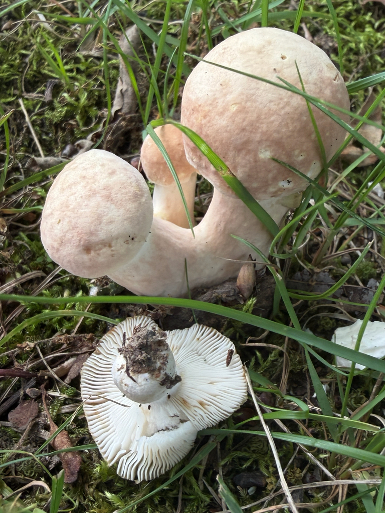 Xanthoconium purpureum · July 2026 · photo: Photo: (c) Summit Metro Parks, some rights reserved (CC BY) · iNaturalist
