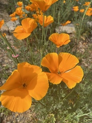 Eschscholzia californica