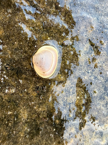 Sphaerium rhomboideum observed 2026-07-01