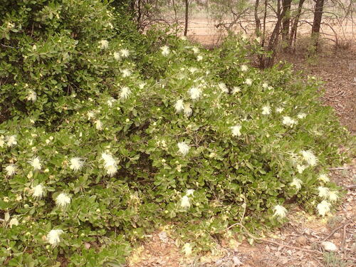 Capparis mitchellii (Capparis mitchellii)