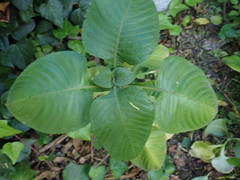 Brillantaisia cicatricosa