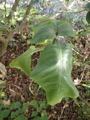 Brillantaisia cicatricosa