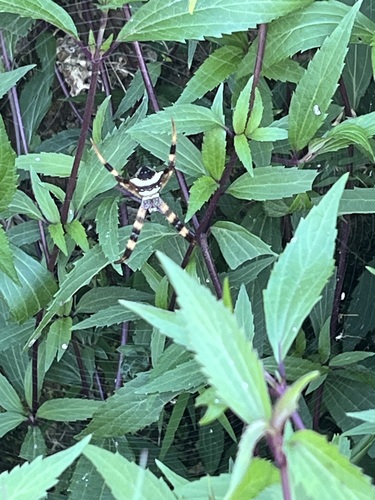 Multi-coloured Saint Andrew's Cross Spider