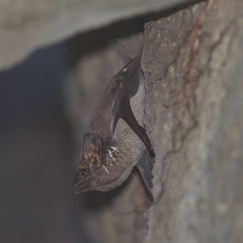 Coastal Sheath-tailed Bat
