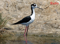 Himantopus mexicanus