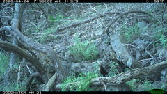 Sylvilagus floridanus