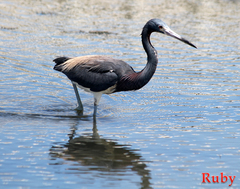 Egretta tricolor