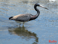 Egretta tricolor