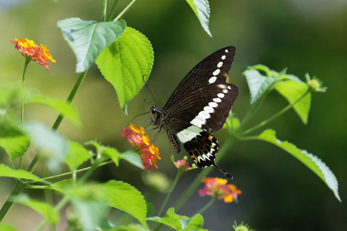 Banded Swallowtail