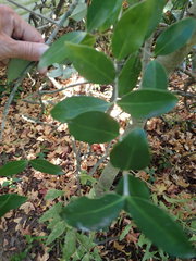 Chionanthus foveolatus tomentellus