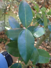 Chionanthus foveolatus tomentellus