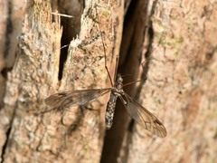 Leptotarsus cubitalis
