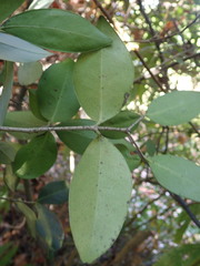 Chionanthus foveolatus tomentellus