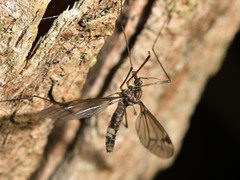 Leptotarsus cubitalis