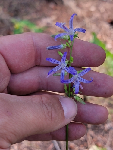 Smithiastrum prenanthoides, photograph 1