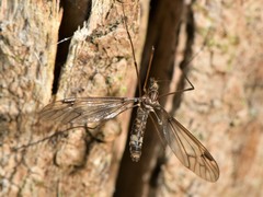 Leptotarsus cubitalis