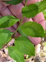 Smithiastrum prenanthoides, photograph Colin J Pryor, CC BY, iNaturalist via GBIF