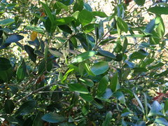 Chionanthus foveolatus tomentellus