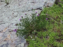 Liatris compacta