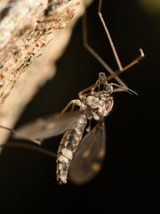 Leptotarsus cubitalis