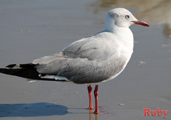 Chroicocephalus cirrocephalus