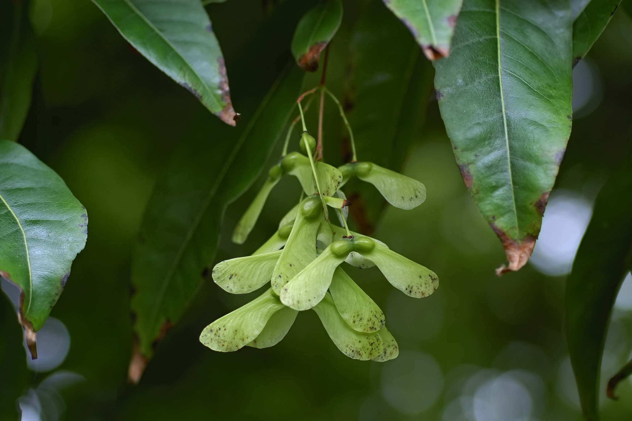 soapberry family (Family Sapindaceae)  iNaturalist