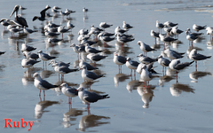 Chroicocephalus cirrocephalus