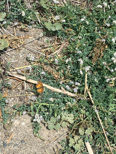 iNaturalist observation photo of West Coast Lady