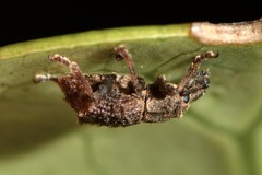 Chalepistes costifer