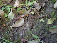 Lumbricus terrestris