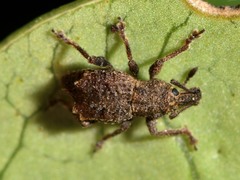 Chalepistes costifer