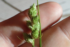 Carex alata