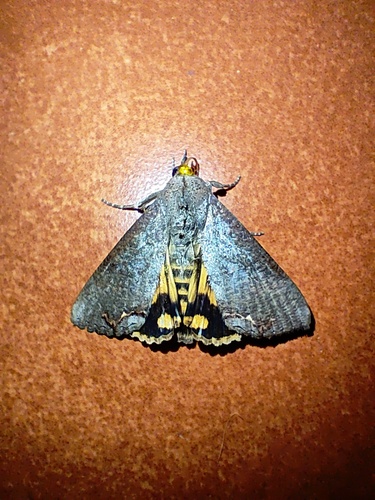 Hypocala Moth
