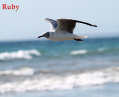 Chroicocephalus cirrocephalus