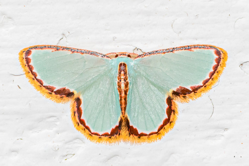 Comostola turgescens