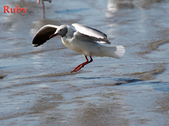 Chroicocephalus cirrocephalus