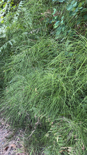 great horsetail