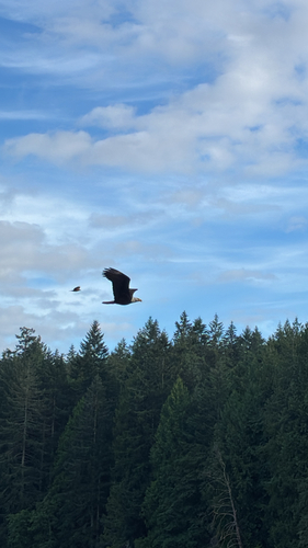 Bald Eagle