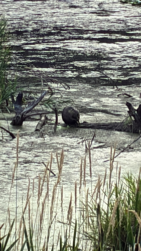American Beaver