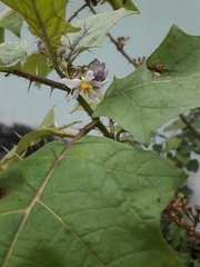 Solanum stramoniifolium