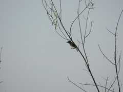 Alectrurus risora