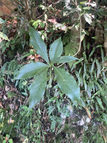 Pittosporum illicioides